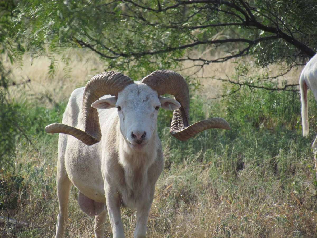 Texas Dall Ram Texas Dall Ram